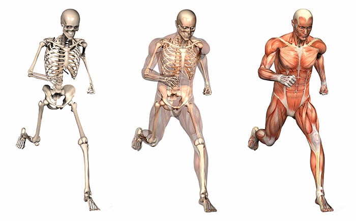 Movement showing skeletal, fascial and muscular layers of the body