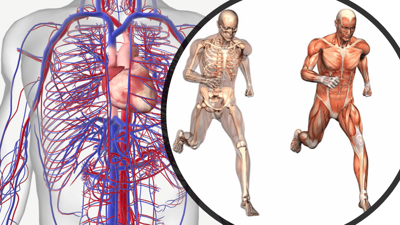 Image showing anatomical muscles and cardiovascular system