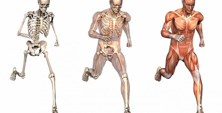 Movement showing skeletal, fascial and muscular layers of the body