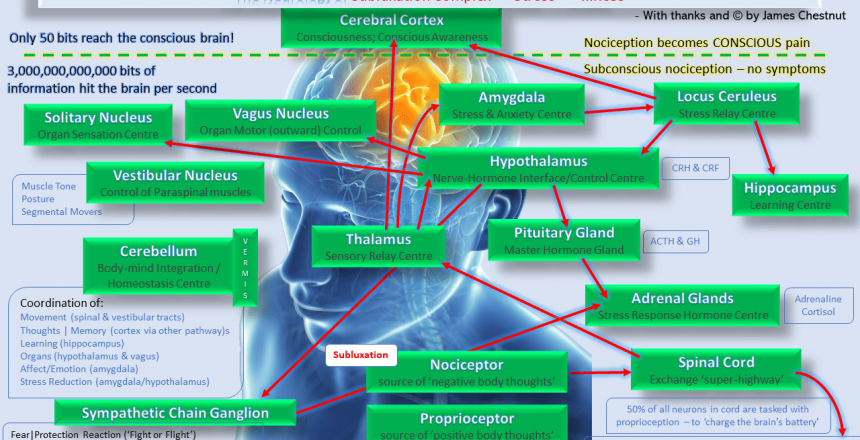 James Chestnut Neurology of Subluxation